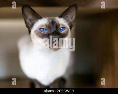 Eine reinrassige Siamkatze mit keilförmigem Kopf, Robbenmarkierungen und leuchtend blauen Augen Stockfoto