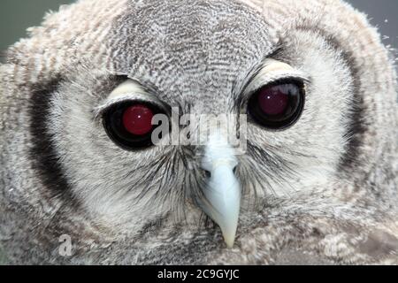 Eine Nahaufnahme einer Eule mit dunklen Augen und Leichte Federn Stockfoto