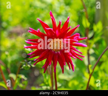 Nahaufnahme eines rot-violetten Blütenkopfes einer Dahlia 'Purple Gem syn Kops Purple' in der National Dahlia Collection, Penzance, Cornwall, England Stockfoto