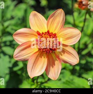 Nahaufnahme eines orangefarbenen Blütenkopfes einer Dahlia 'Totally Tangerine' in der National Dahlia Collection, Penzance, Cornwall, England Stockfoto