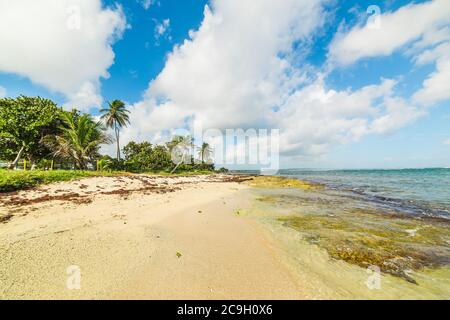 Strand in Le Moule in Guadeloupe, Französisch westindien. Kleine Antillen, Karibisches Meer Stockfoto