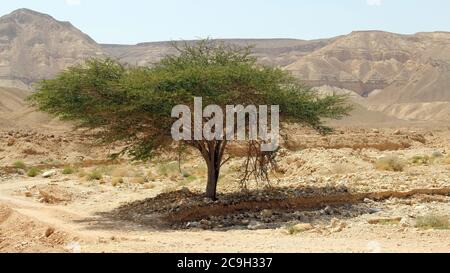 Baum in einem Tal auf Bergen Hintergrund. Wüste Negev. Stockfoto