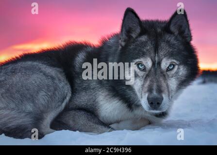 Husky mit blauen Augen sieht den Betrachter an, Skaulo, Norrbottens laen, Schweden Stockfoto