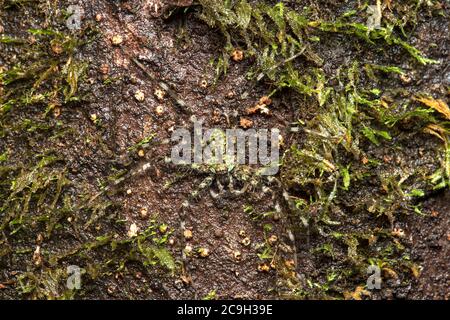 Gut getarnte riesige Krabbenspinne (Pandercetes sp.) auf einem Baumstamm, Familie Sparassidae, UNESCO-Weltkulturerbe Gunung Mulu Nationalpark, Sarawak Stockfoto