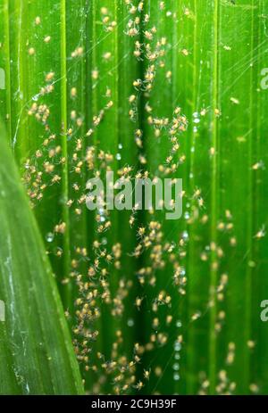 Neu geschlüpfte Jungspinnen, UNESCO-Weltkulturerbe Gunung Mulu Nationalpark, Sarawak, Borneo, Malaysia Stockfoto