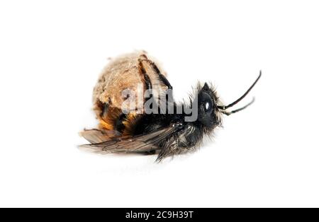 Slip einer gehörnten Maurerbiene (Osmia cornuta), Schweiz Stockfoto