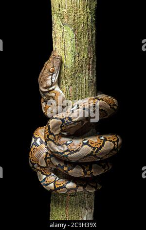 Netzpython (Malayopython reticulatus), Danum Valley Conservation Area, Sabah, Borneo, Malaysia Stockfoto