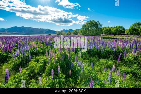 Lila großblättrige Lupinen (Lupinus Polyphyllus), Lake Tekapo vor der südlichen Alpen, Canterbury, Südinsel, Neuseeland Stockfoto