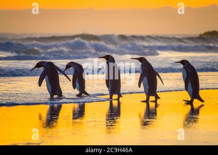 Königspinguine (Aptenodytes patagonicus), Gruppe läuft in das Meer bei Sonnenaufgang, Volunteer Point, Falkland-Inseln Stockfoto