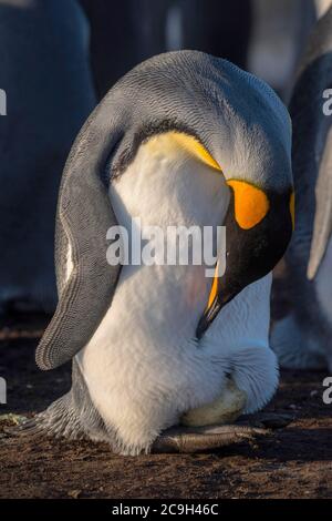Königspinguin (Aptenodytes patagonicus) sucht sein Ei auf seinen Füßen, Volunteer Point, Falkland Islands Stockfoto