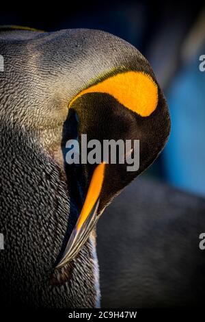 Königspinguin (Aptenodytes patagonicus) für die Gefiederpflege, Volunteer Point, Falkland Islands, Großbritannien Stockfoto