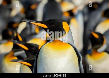 Königspinguine (Aptenodytes patagonicus) in einer Kolonie, Portrait, Volunteer Point, Falkland Islands Stockfoto