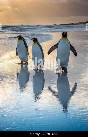 Drei Königspinguine (Aptenodytes patagonicus) am Strand, Volunteer Point, Falklandinseln, Großbritannien Stockfoto