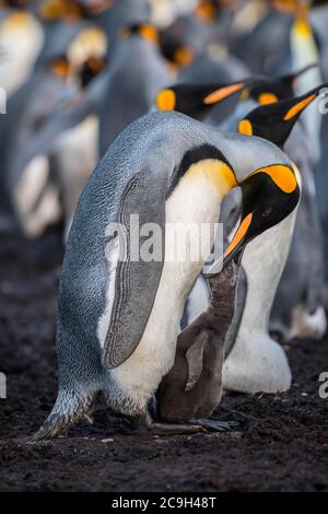 Königspinguin (Aptenodytes patagonicus) mit Küken, Brutkolonie, Volunteer Point, Falklandinseln Stockfoto