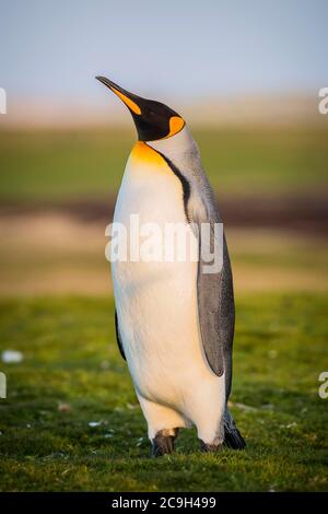 Königspinguin (Aptenodytes patagonicus) ist in einer Wiese, Volunteer Point, Falkland-Inseln Stockfoto