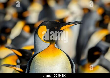 Königspinguine (Aptenodytes patagonicus) in einer Kolonie, Portrait, Volunteer Point, Falkland Islands Stockfoto