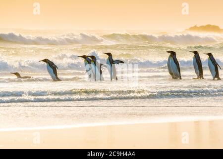 Königspinguine (Aptenodytes patagonicus), Gruppe steht in der Brandung am Strand, Volunteer Point, Falkland-Inseln Stockfoto