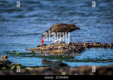 Schwärzliche Austernfischer (Haematopus ater), Saunders Island, Falkland Islands, Vereinigtes Königreich Stockfoto