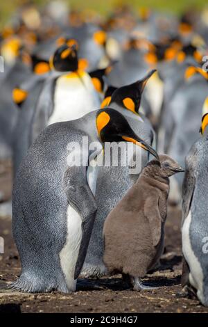 Königspinguin (Aptenodytes patagonicus) mit Küken, Brutkolonie, Volunteer Point, Falklandinseln Stockfoto