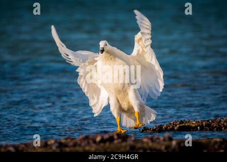 Kelp Goose (Chloephaga hybrida malvinarum), auch, drake Lands, Saunders Island, Falkland Islands Stockfoto