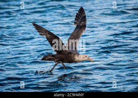 Südliche Riesensturmvogel (Macronectes giganteus), Saunders Island, Falkland Islands, Großbritannien Stockfoto