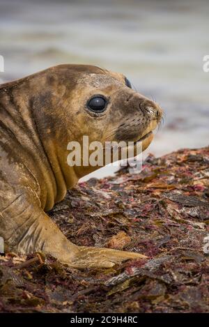 Südliche Elefantenrobbe (Mirounga leonina), Jungtier, Carcass Island, Falkland Islands, Großbritannien Stockfoto