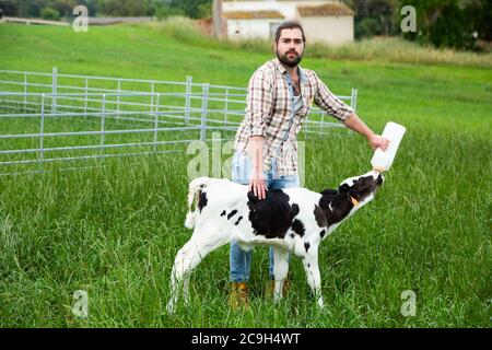 Junger bärtiger Bauer kümmert sich um kleine Kalb, Fütterung ihn aus der Flasche auf grünem Rasen Stockfoto