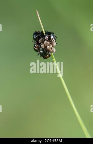 Frisch geschlüpfte Nymphen des Grauen Gartenwanzes (Rhaphigaster nebulosa) am Eikupplung, Schweiz Stockfoto