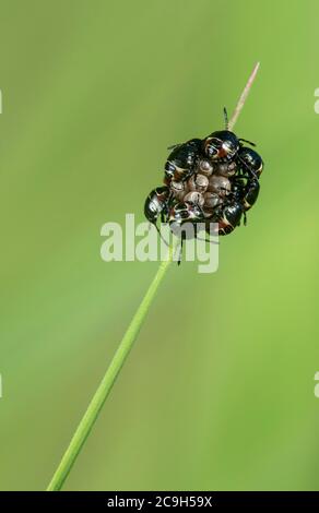 Frisch geschlüpfte Nymphen des Grauen Gartenwanzes (Rhaphigaster nebulosa) am Eikupplung, Schweiz Stockfoto