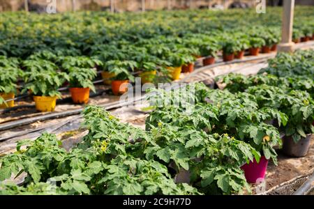 Frische grüne junge Tomaten Keimlinge mit gelben Blüten. Wachsende Tomaten im Gewächshaus Stockfoto