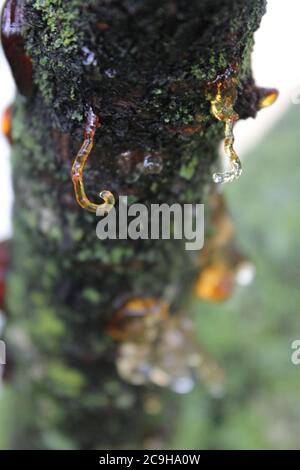 Organische Gummose, Cytospora, Leucostoma-Kanker, auf einem Kirschbaum im Hinterhof lebend. Stockfoto