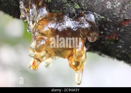 Organische Gummose, Cytospora, Leucostoma-Kanker, auf einem Kirschbaum im Hinterhof lebend. Stockfoto