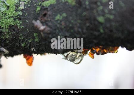 Organische Gummose, Cytospora, Leucostoma-Kanker, auf einem Kirschbaum im Hinterhof lebend. Stockfoto