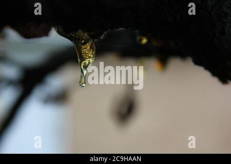 Organische Gummose, Cytospora, Leucostoma-Kanker, auf einem Kirschbaum im Hinterhof lebend. Stockfoto