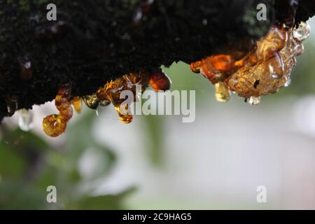 Organische Gummose, Cytospora, Leucostoma-Kanker, auf einem Kirschbaum im Hinterhof lebend. Stockfoto