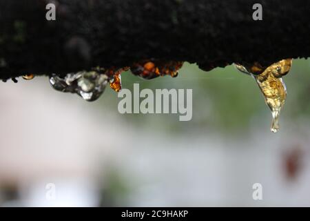 Organische Gummose, Cytospora, Leucostoma-Kanker, auf einem Kirschbaum im Hinterhof lebend. Stockfoto