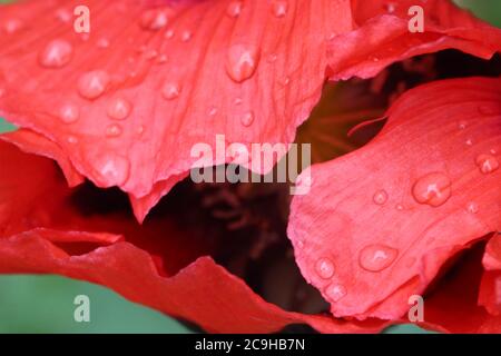 Nahaufnahme eines roten und schwarzen Mohns nach einer Regendusche in einem Garten in Powys, Mid Wales Stockfoto