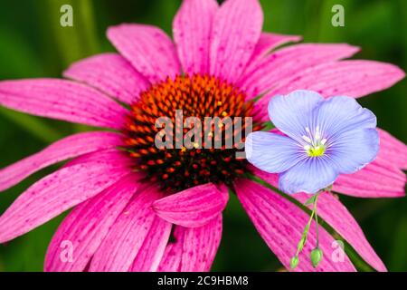 Blauer Flachs Linum narbonense Echinacea purpurea Nahaufnahmeblüte Purple Coneflower gemischt Stockfoto