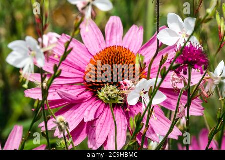 Echinacea purpurea Gaura Stockfoto