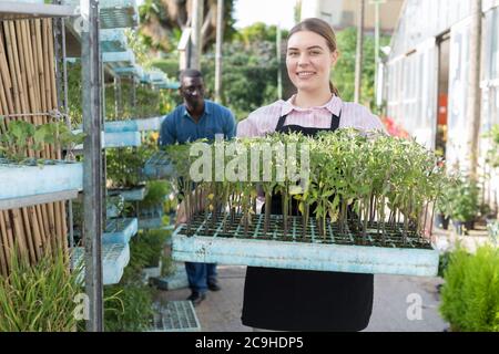 Porträt der jungen Frau Gärtner holding Kiste mit Setzlingen im Gewächshaus Stockfoto