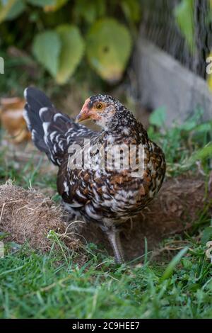 Bunte junge Hühnerhenne der Rasse 'Stoapiperl', eine bedrohte Rasse aus Österreich Stockfoto
