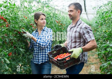 Erfolgreiche Bauernfamilie in den Anbau von Bio-Gemüse im Treibhaus beschäftigt, Ernte von Kirschtomaten im Sommer sammeln Stockfoto