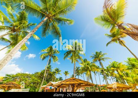 Kokospalmen über Holzhütten in Guadeloupe, Französisch-westindien. Kleinere Antillen, Karibik Stockfoto