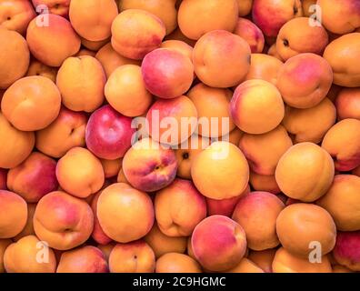 Natürliche, biologisch angebaute Aprikosen auf einem lokalen Bauernhof Stockfoto