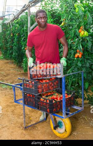 Afrikanischer männlicher Bauer setzt auf Box mit gepflückten reifen Tomaten auf Gartenwagen im Gewächshaus. Saisonarbeit, Ernte auf dem Bauernhof Stockfoto