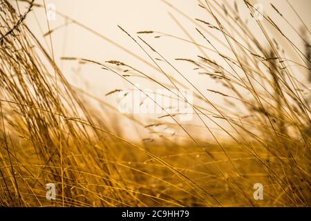 Windige Wiese nach Herbstregen Stockfoto