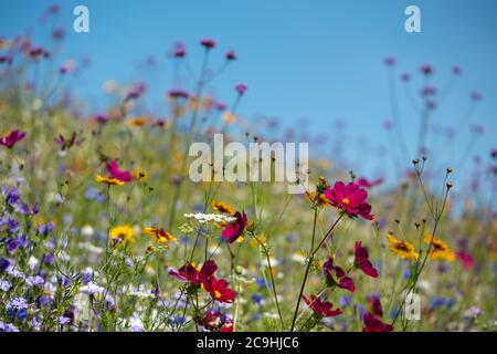 Vielfalt der bunten wilden Blumen in der Blüte, fotografiert vor dem Savill Garden Gebäude, Egham, Surrey, Großbritannien Stockfoto