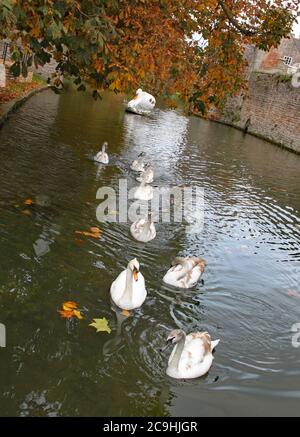 Einem Schwan folgt eine Reihe von Cygnets auf dem Graben am Bischofspalast in Wells Stockfoto