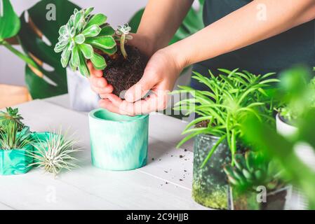 Frau pflanzt Sukkulente Pflanze in den neuen Topf Stockfoto