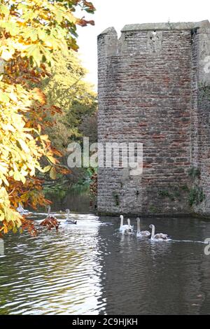 Einem Schwan folgt eine Reihe von Cygnets auf dem Graben am Bischofspalast in Wells Stockfoto